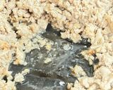 中華の基礎 ザージャン 肉味噌作り方1写真