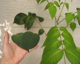 ハ茶芽茶作り方2写真