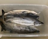 鮭の飯寿司作り方1写真