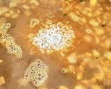 本格魚介パエリア　フライパン28㎝作り方11写真