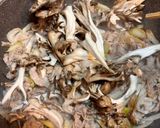 簡単！豚バラ舞茸つけ汁うどんorそば作り方4写真