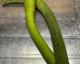 美活⭐︎簡単⭐︎トロ旨⭐︎ヘチマと豚ひき肉の味噌煮作り方1写真