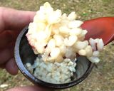 バケツ稲の恵み2024作り方11写真