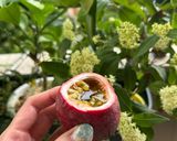 パッションフルーツのカクテル作り方1写真