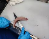 魚の皮引きと刺身のおろし方 魚市場直伝作り方2写真