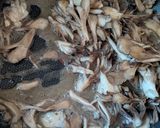 ガリバタ醤油が香ばしい舞茸炒め♡作り方8写真