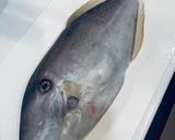 ウスバハギのお刺身　骨の形がわかれば簡単作り方1写真