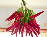 赤唐辛子🌶️は、排水口ネットde冷蔵庫乾燥が1番❣️作り方1写真