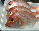タイの昆布締め作り方1写真