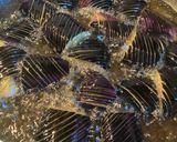 茄子のさっぱり煮浸し作り方6写真