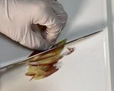 鰹が激うまです！カツオの手こね寿司の作り方作り方4写真