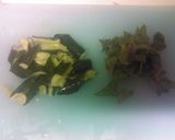 きゅうりと青シソのマヨネーズ和え作り方1写真