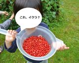 赤フサスグリで★自家製ジャムの作り方作り方1写真