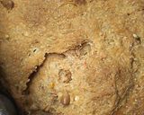 トマトだけで全粒粉食パンHB作り方5写真