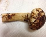 松茸☆土瓶蒸し作り方2写真