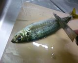 アジの干物の作り方～釣り人編～作り方1写真