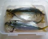 アジの干物の作り方～釣り人編～作り方4写真