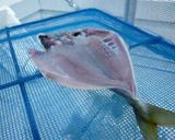アジの干物の作り方～釣り人編～作り方6写真