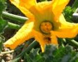 花ズッキーニのベニエ作り方1写真
