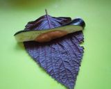 ナスのし～そ巻き巻き♪作り方4写真