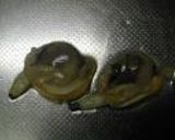 カガミ貝の焼き物：レオン亭作り方3写真