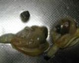 カガミ貝の焼き物：レオン亭作り方4写真