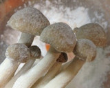 とうがん・ササミ・しめじの煮物作り方6写真