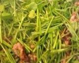 青菜と牛肉の炒め物作り方3写真
