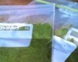 胡桃で手軽バジルソース（バジルペースト）作り方13写真