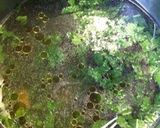 モロヘイヤとえのきの中華スープ♪作り方5写真