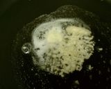 サーモンとほうれん草の和風パスタ作り方7写真