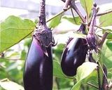 ナスとししとうの簡単レンジ揚げ浸し作り方13写真