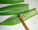 オクラと海苔の佃煮のそうめん作り方6写真