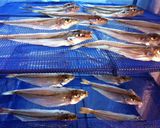 魚の干物作り方3写真