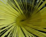 【簡単】明太子のパスタ作り方1写真