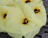 花オクラの生ハム巻き作り方1写真