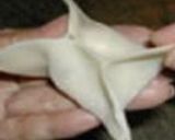 ピョンス（韓国の冷たい水餃子）作り方3写真