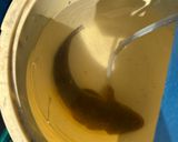釣って来たマゴチの唐揚げ作り方1写真