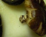 乾シイタケとゴボウの煮しめ；精進料理風。作り方8写真