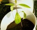 種も綺麗なアボカドをわさマヨ醤油でどうぞ作り方10写真