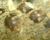 なすカレードリア作り方6写真