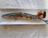 旬！さんまの塩焼き作り方8写真