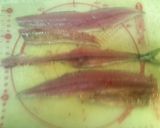 元魚屋さんが教える！美味しい秋刀魚の刺身作り方3写真