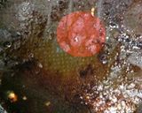 混ぜて焼くだけ♪簡単つくねハンバーグ☆作り方6写真
