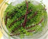 あると便利☆紫蘇の実の醤油漬け作り方1写真