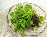 あると便利☆紫蘇の実の醤油漬け作り方3写真