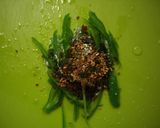 美味しい簡単 細切りピーマンフライ作り方1写真