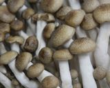 鶏としめじを焦がし醤油作り方7写真
