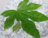 蒸し野菜と豚しゃぶ　料亭風盛り付け作り方6写真