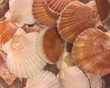 帆立の稚貝の酒蒸し作り方1写真